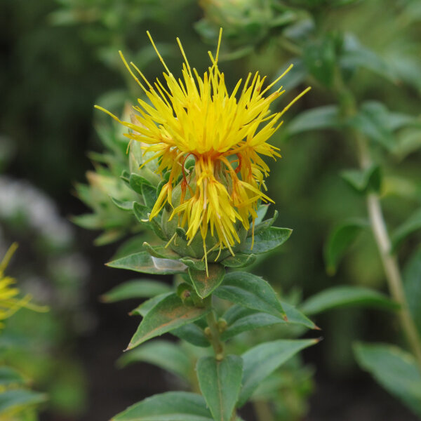 Safflower (Carthamus tinctorius) - approx. 25 seeds