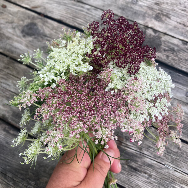 Purple Wild Carrot Dara (Daucus carota ssp. carota) seeds