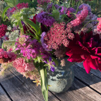 Purple Wild Carrot Dara (Daucus carota ssp. carota) seeds