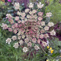 Purple Wild Carrot Dara (Daucus carota ssp. carota) seeds