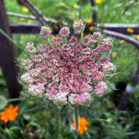 Purple Wild Carrot Dara (Daucus carota ssp. carota) seeds