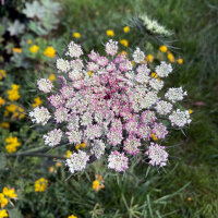 Purple Wild Carrot Dara (Daucus carota ssp. carota) seeds