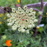 Purple Wild Carrot Dara (Daucus carota ssp. carota) seeds