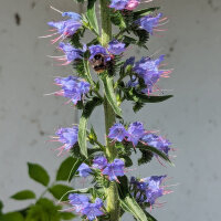 Vipers Bugloss / Blue Bedder (Echium vulgare) seeds