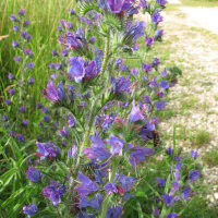 Vipers Bugloss / Blue Bedder (Echium vulgare) seeds