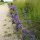 Vipers Bugloss / Blue Bedder (Echium vulgare) seeds