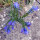 Vipers Bugloss / Blue Bedder (Echium vulgare) seeds