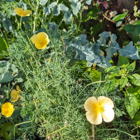 Californian Poppy Chrome Queen (Eschscholzia californica)...