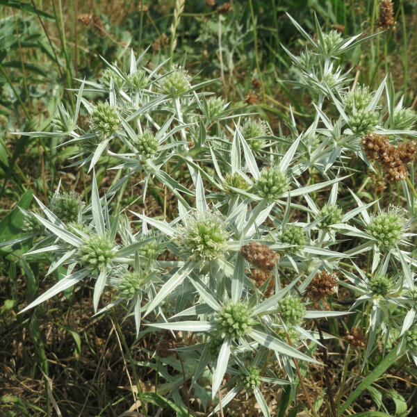 Field Eryngo (Eryngium campestre) seeds