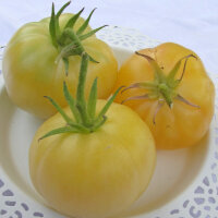 Tomato Mirabelle Blanche (Solanum lycopersicum) seeds