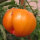 Pineapple Tomato (Solanum lycopersicum) seeds