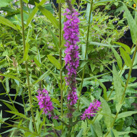 Purple Loosestrife  (Lythrum salicaria) seeds