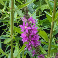 Purple Loosestrife  (Lythrum salicaria) seeds