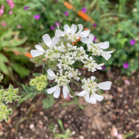 White Laceflower