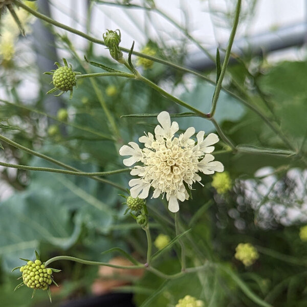 Pale Yellow Scabious (Scabiosa ochroleuca)