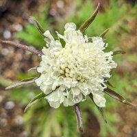 Pale Yellow Scabious (Scabiosa ochroleuca)