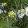 Pale Yellow Scabious (Scabiosa ochroleuca)