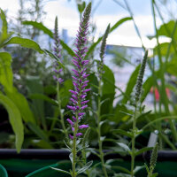 Spiked Speedwell (Veronica spicata)