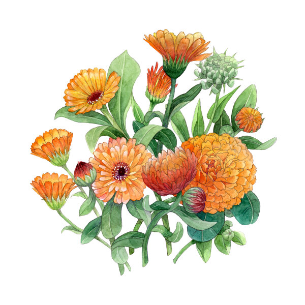 Orange Summer Flowers (different marigold varieties)