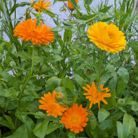 Orange Summer Flowers (different marigold varieties)