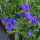 Blue Summer Flowers (different varieties)