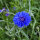 Blue Summer Flowers (different varieties)