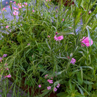 Pink Summer Flowers