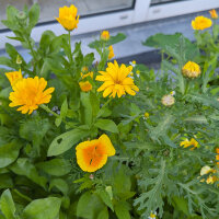 Yellow Summer Flowers