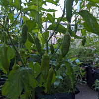 Chilli Pepper Aji Delight (Capsicum baccatum) organic seeds