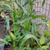 Sweetcorn Yucon Chief (Zea mays) organic seeds