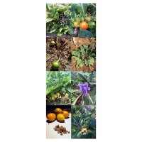 Mandrake Varieties - Seed kit