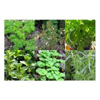 Herbs of French cuisine - seed kit