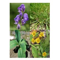 Alpine Plant Varieties - Seed kit