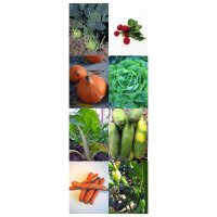 Vegetable Variety (Organic) - Seed kit