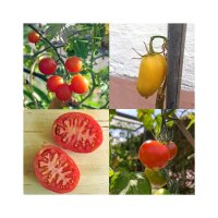 Heirloom Tomato Varieties (Organic) - Seed kit