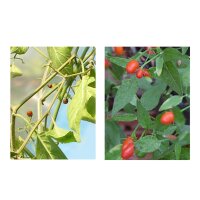 Rare Wild Chilli Pepper Varieties - Seed kit