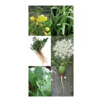 Edible Wild Plants - Seed kit