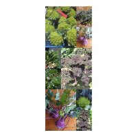 Cabbage Rarities - Seed kit gift box