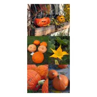 Halloween Pumpkins - Seed kit gift box