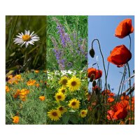 Summer Meadow Flowers - Seed kit gift box