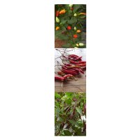 Thai Chilli Pepper Varieties - Seed kit gift box