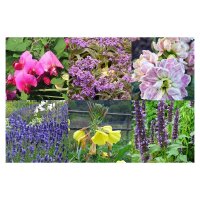 Scented Plants - Seed Kit Gift Box