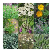 Traditional Medicinal Plants - Seed kit gift box