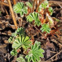 Ladys Mantle (Alchemilla xanthochlora) seeds