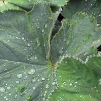 Ladys Mantle (Alchemilla xanthochlora) seeds