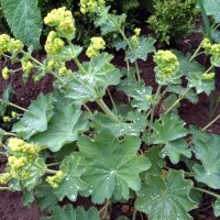 Ladys Mantle (Alchemilla xanthochlora) seeds