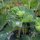 Ladys Mantle (Alchemilla xanthochlora) seeds