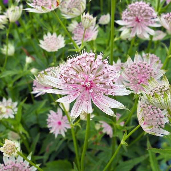 Great Masterwort (Astrantia major) seeds