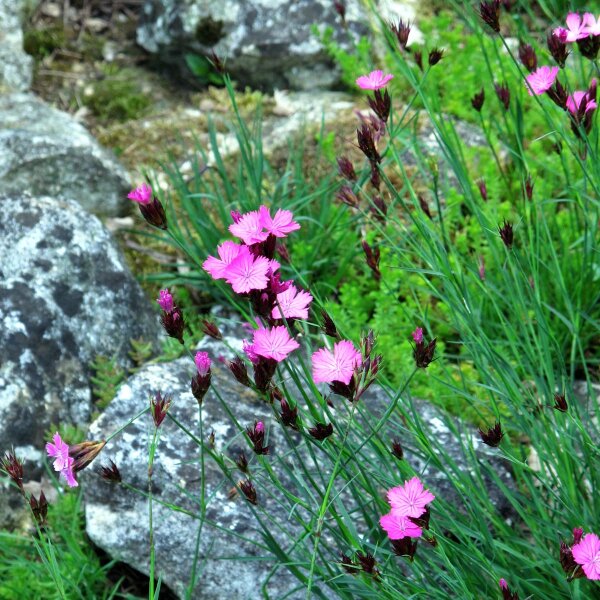 Carthusian Pink (Dianthus carthusianorum) seeds