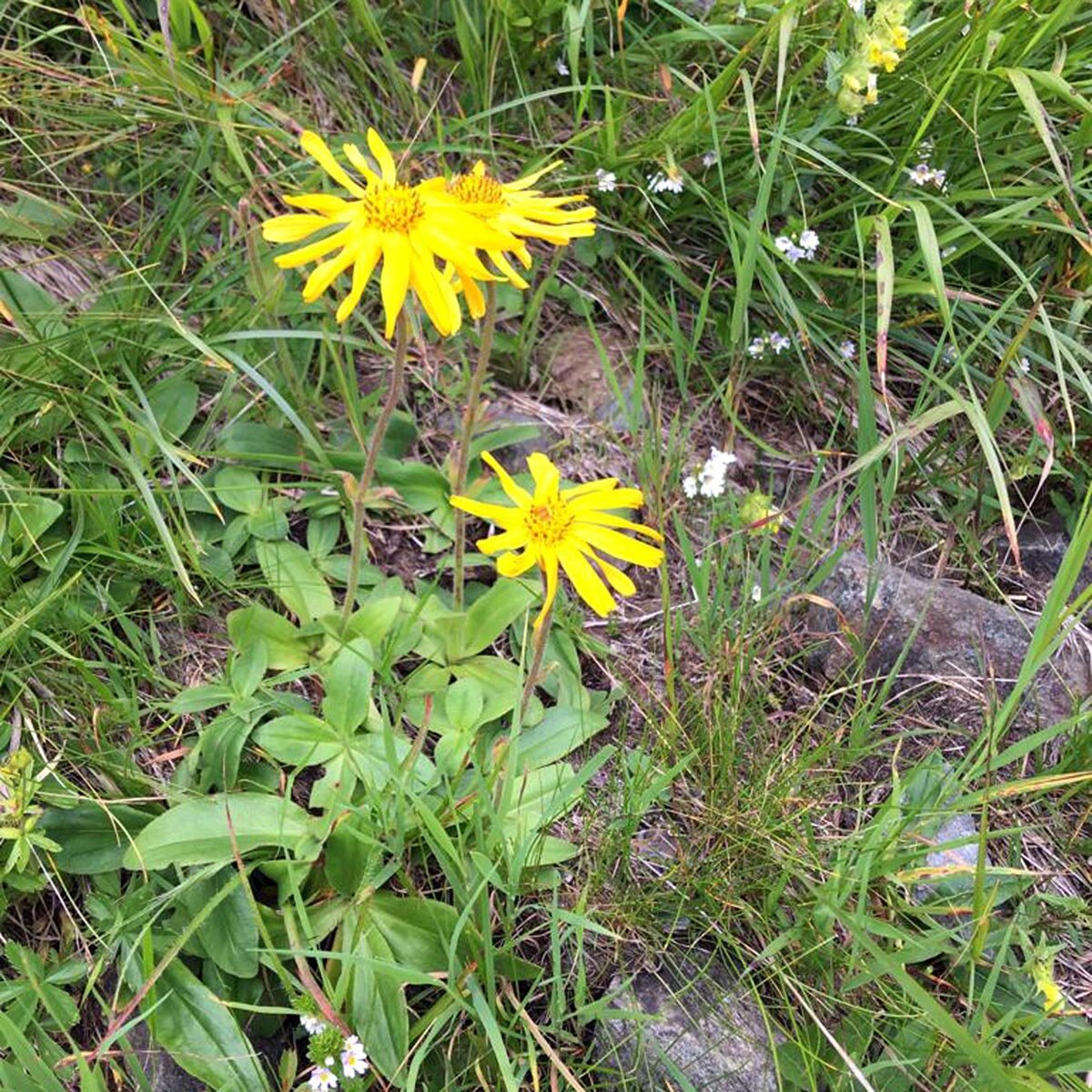 Mountain Arnica / Wolf's Bane (Arnica montana) seeds